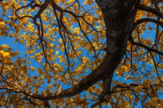 Bajo la sombra amarilla del majestuoso árbol